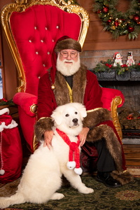 Dog and Santa photo